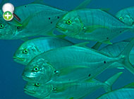 ماهی گیش طلایی