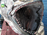 ماهی تون دندان‌سگی