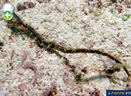 سوزن‌ماهی ساموآ