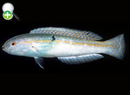 زمردماهی زرّین‌خط