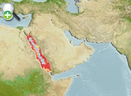 هرینگ پشت‌خالدار