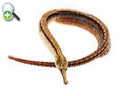 سوزن‌ماهی منقوط