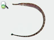 سوزن‌ماهی شکم‌مخطط