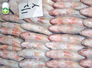 شوریده سین