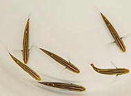 گاوماهی هکتور