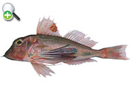 خروسک شاخ گاوی