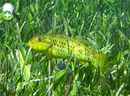 طوطی‌ماهی مرمری