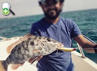 ماهی شهری صورت‌دراز