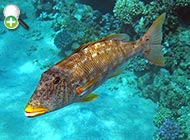 ماهی شهری زرد لب