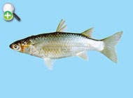 ماهی کفال کیل‌دار