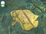 سه دم ماهی اطلس