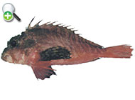 گزنده ماهی