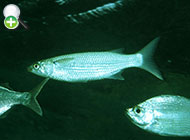 کفال خاکستری