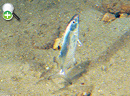 کیسه ماهی