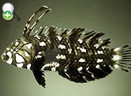 زمرّدماهی صخره‌جنبان