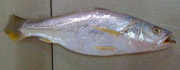 ماهی شوریده