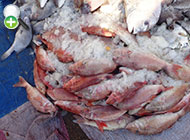 بزماهی سرخ‌جامه