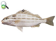 ماهی یلّی چهارخط