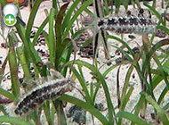 بلنی گلدار
