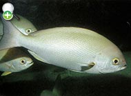 سرخوی کج پولک
