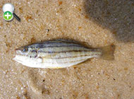 سنگسر نواری