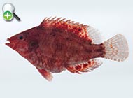 زمردماهی مرموز