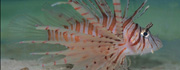 خروس ماهی