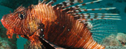 دریای سرخ