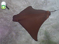 سپرماهی پوزه‌پهن