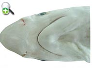 کوسه تیزنوک خاکستری