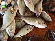 گوازیم تک نوار 
