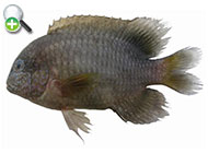 ماهی گریگوری کندپوزه