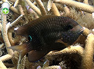 ماهی گریگوری کندپوزه