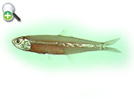 آنچوی هاردنبرگ