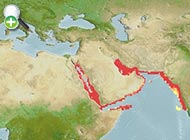سپرماهی برقی پلنگی