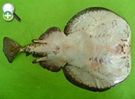سپرماهی برقی پلنگی