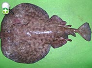 سپرماهی برقی پلنگی