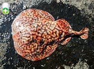 سپرماهی برقی ایرانی
