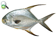 گیش پوزه‌کوتاه