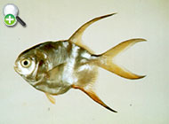 گیش پوزه‌کوتاه