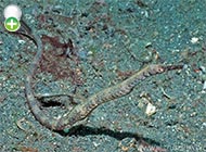 سوزن‌ماهی دوتایی