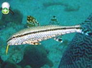 بزماهی باله‌کوتاه