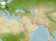 بزماهی باله‌کوتاه